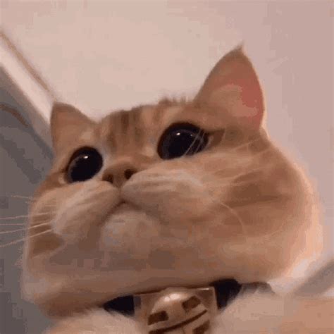 The perfect Kitty Animated GIF for your conversation. . Kitty gif